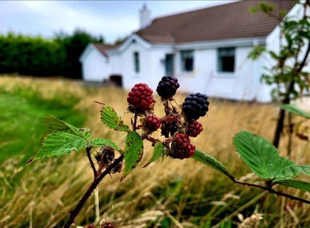 Cathleen'S Cottage Ньюрі Екстер'єр фото